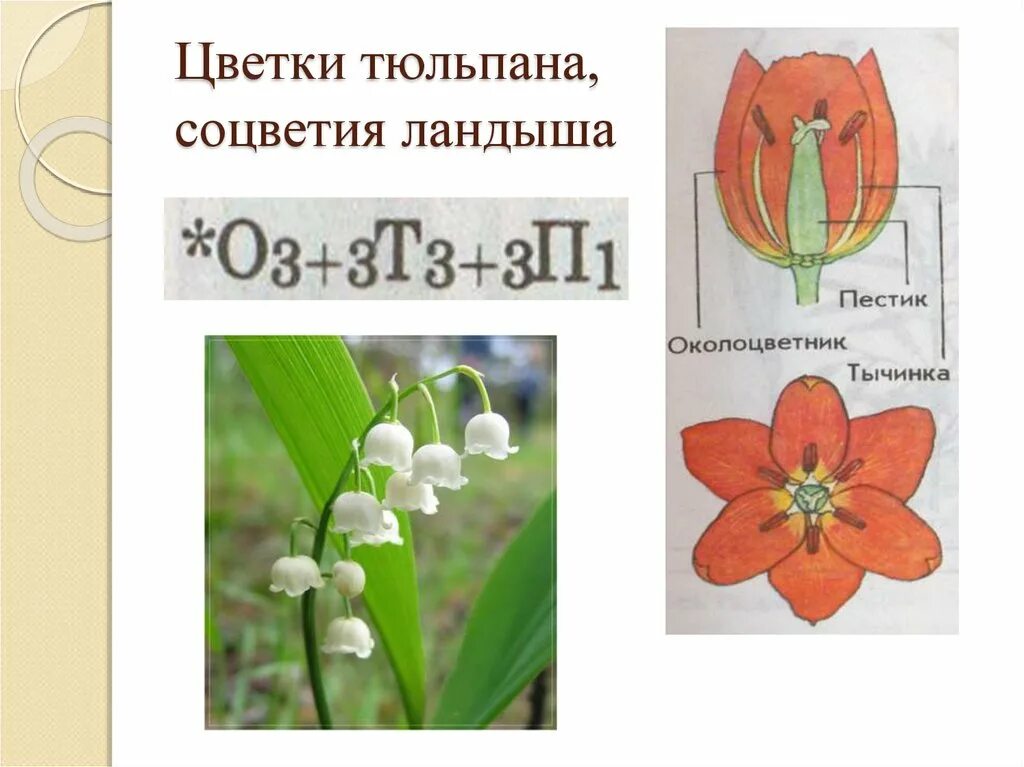 Какой тип питания характерен для тюльпана лесного. Соцветие лилейных растений. Тюльпан околоцветник венчиковидный. Формула цветка семейства Лилейные. Тип околоцветника у тюльпана.