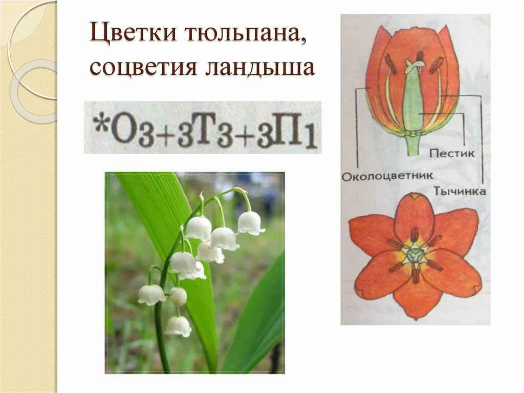 Какие цветки у тюльпана. Цветок однодольных растений тюльпан. Семейство Лилейные тюльпан Лесной. Соцветие тюльпана. Вид соцветия у ландыша.