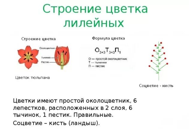 Какой тип питания характерен для тюльпана лесного изображенного на рисунке