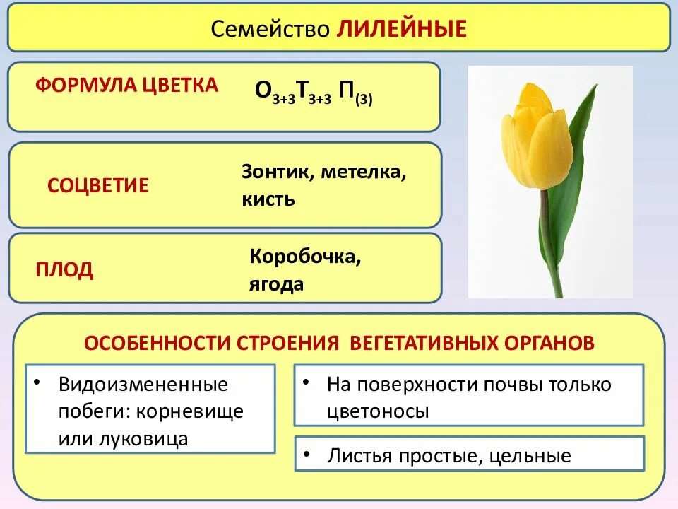 Строение цветка соцветие 6 класс. Семейства цветковых растений формула цветка. Формула цветка семейства Лилейные таблица. Семейство Лилейные строение тюльпана. Формула однодольных растений семейства лилейных.