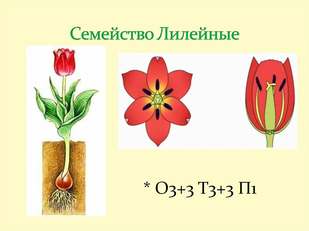 Тюльпан покрытосеменное. Семейство Лилейные строение тюльпана. Схема цветка лилейных растений. Формула цветка семейства Лилейные. Строение цветка Однодольные семейство Лилейные.