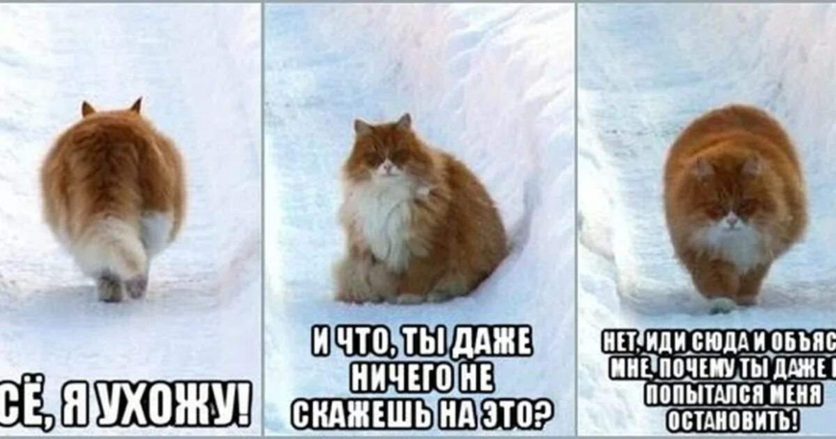 Не останавливайся любимая. Кот уходит. Злые вы уйду я от вас кот. Кот обиделся и ушел. Кот уходит Мем.