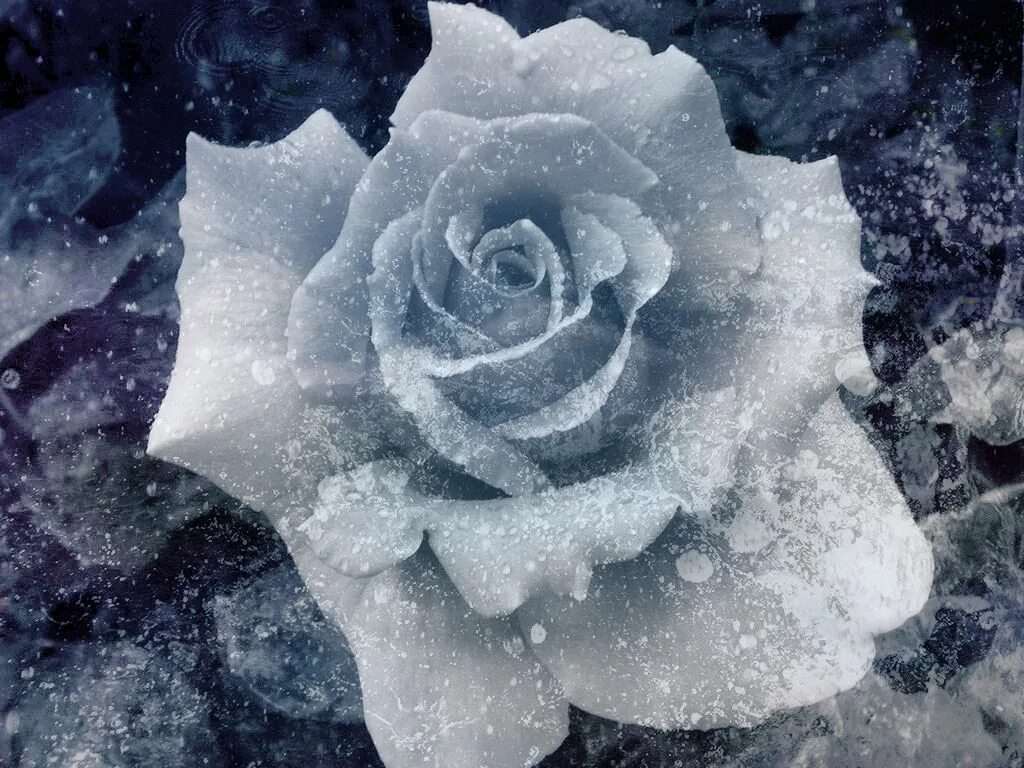Белые розы на морозе 9