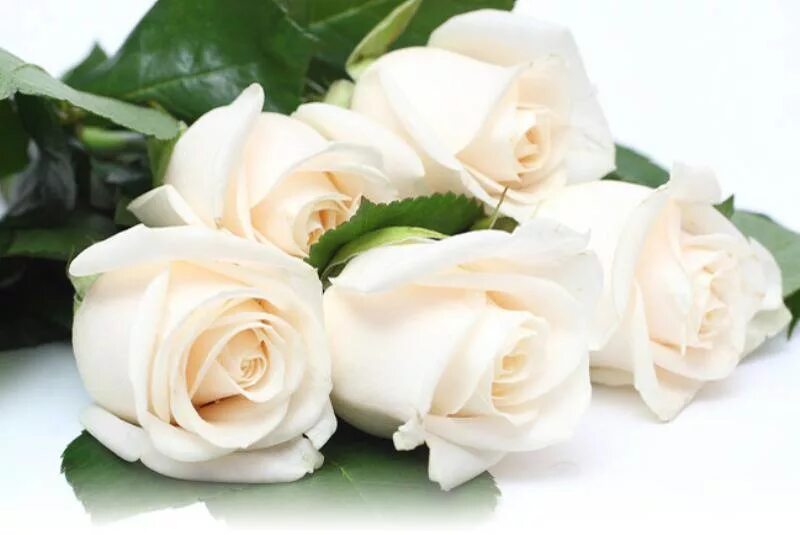 Белые розы открытки красивые с днем рождения 12