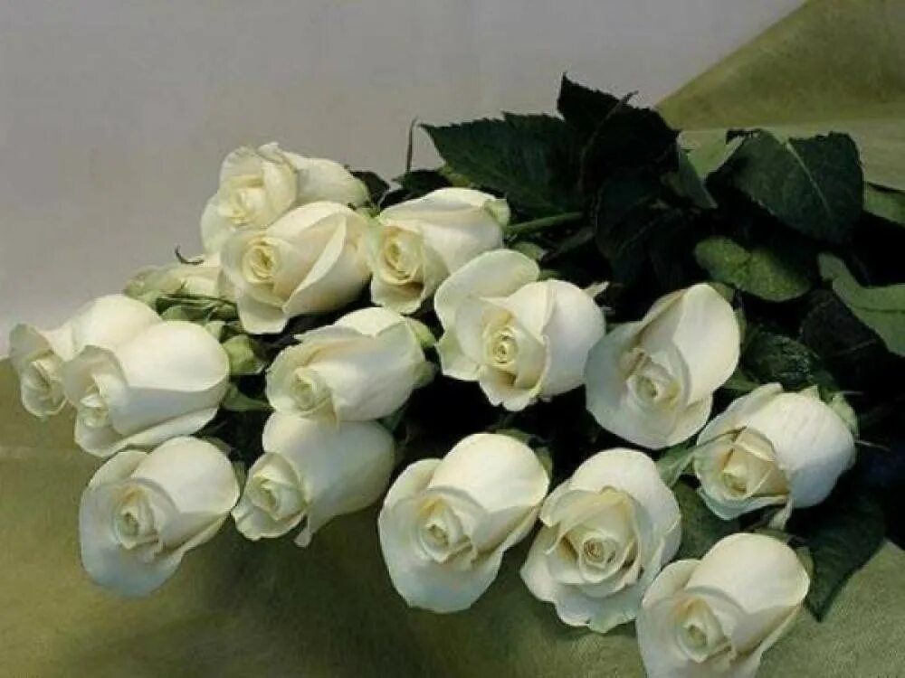 Белые розы открытки красивые с днем рождения 21