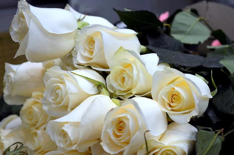 Белые розы открытки красивые с днем рождения 22