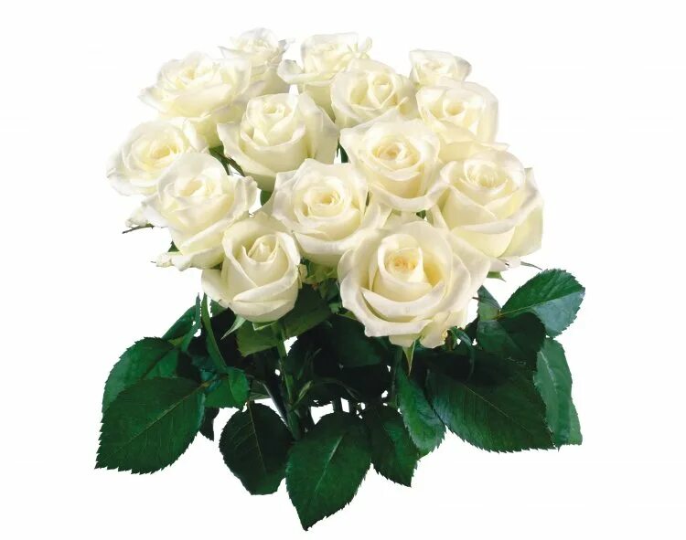 Белые розы открытки красивые с днем рождения 25