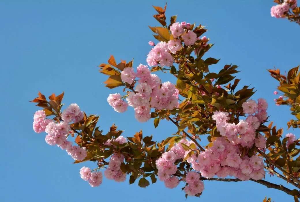 Дерево цветущее розовыми цветами 9