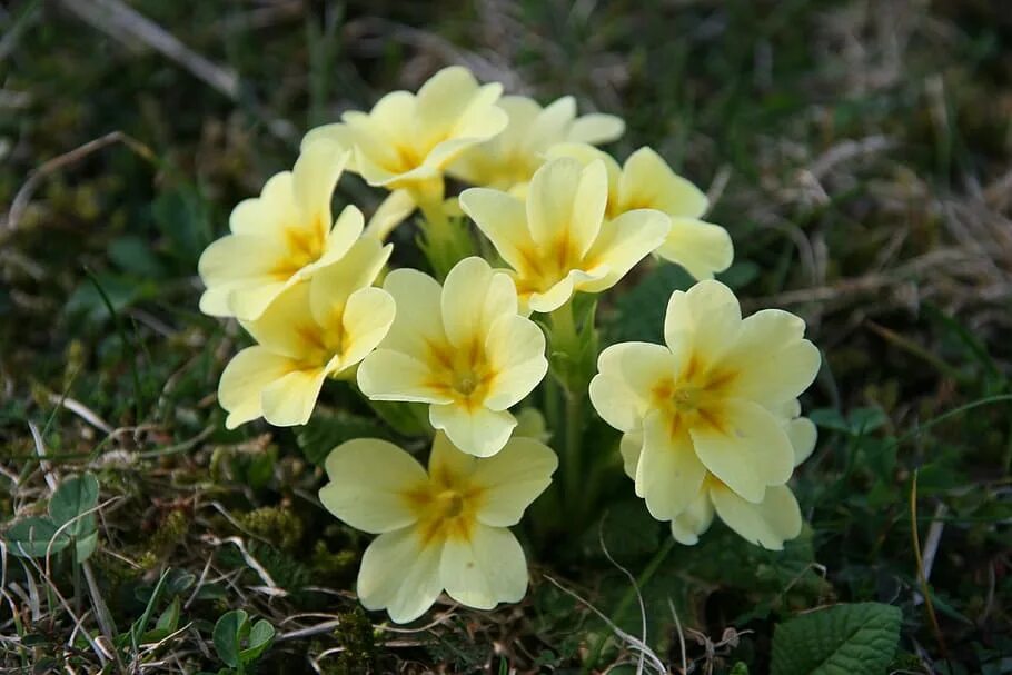 Желтый цветок первоцвет 9