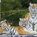 Картинки амурские тигры 8