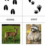 Следы разных животных: картинки