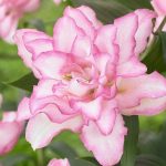 Лилия розелли аннушка 9