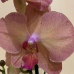 Монза орхидея 9
