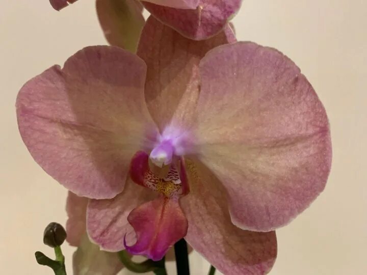 Монза орхидея 9