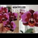 Монпелье орхидея 9