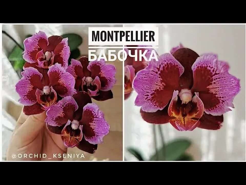 Монпелье орхидея 9