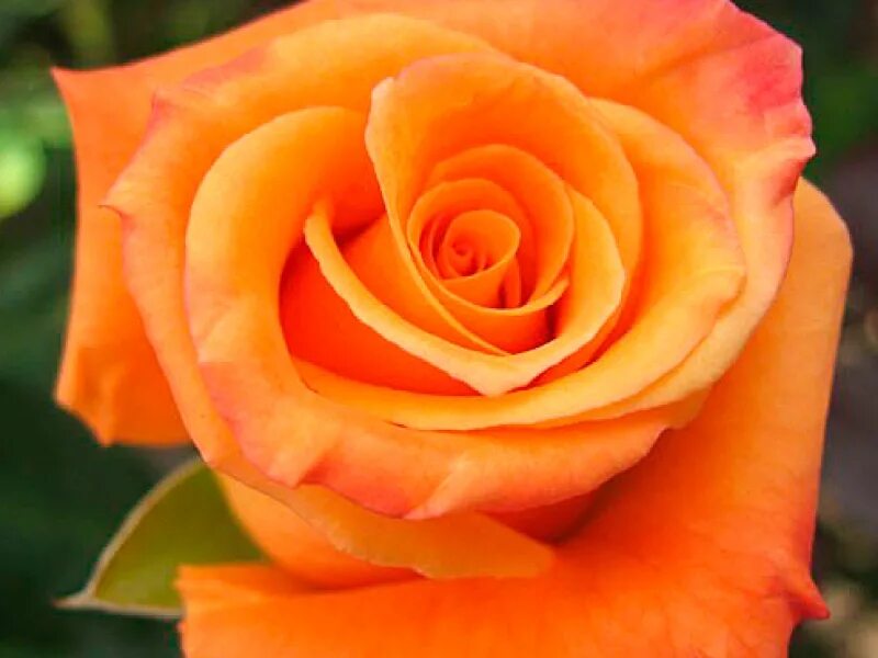 Оранжевые розы сорта 9