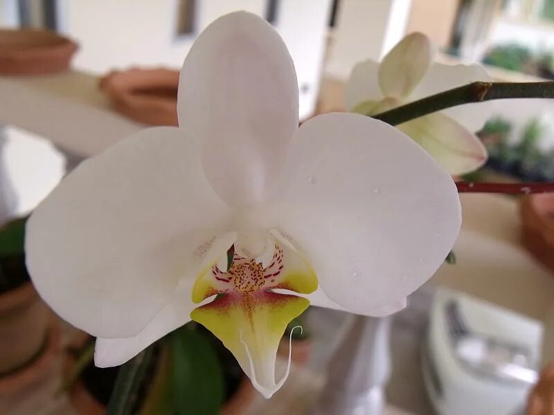 Орхидея албуфейра 9
