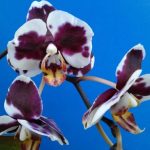 Орхидея алладин 9