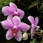 Орхидея бьютифул смайл 9