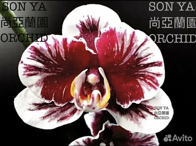 Орхидея вуду 9