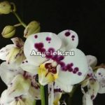 Орхидея келлион 9