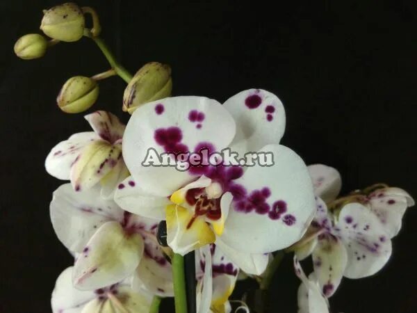Орхидея келлион 9