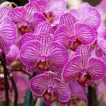 Орхидея лондон 9