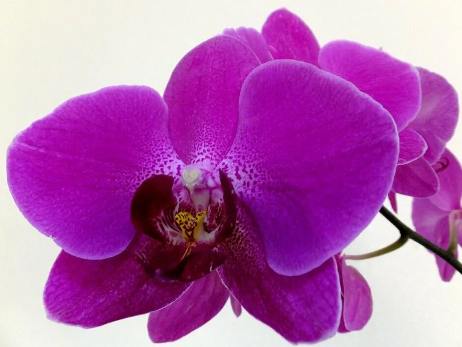 Орхидея саммер бриз 9
