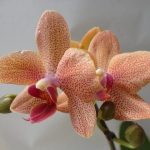 Орхидея сансет 9