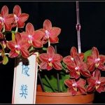 Орхидея феникс 9