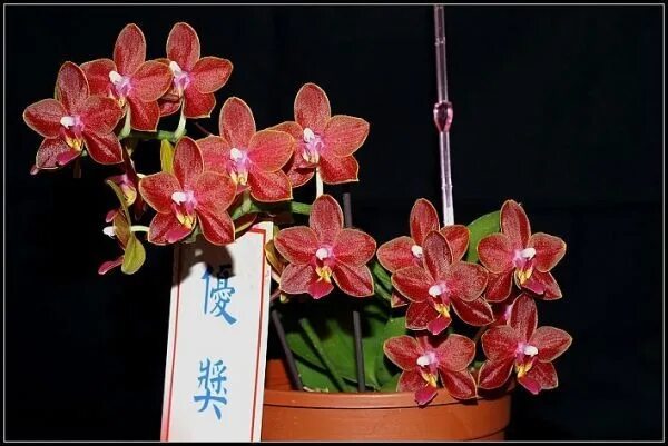 Орхидея феникс 9