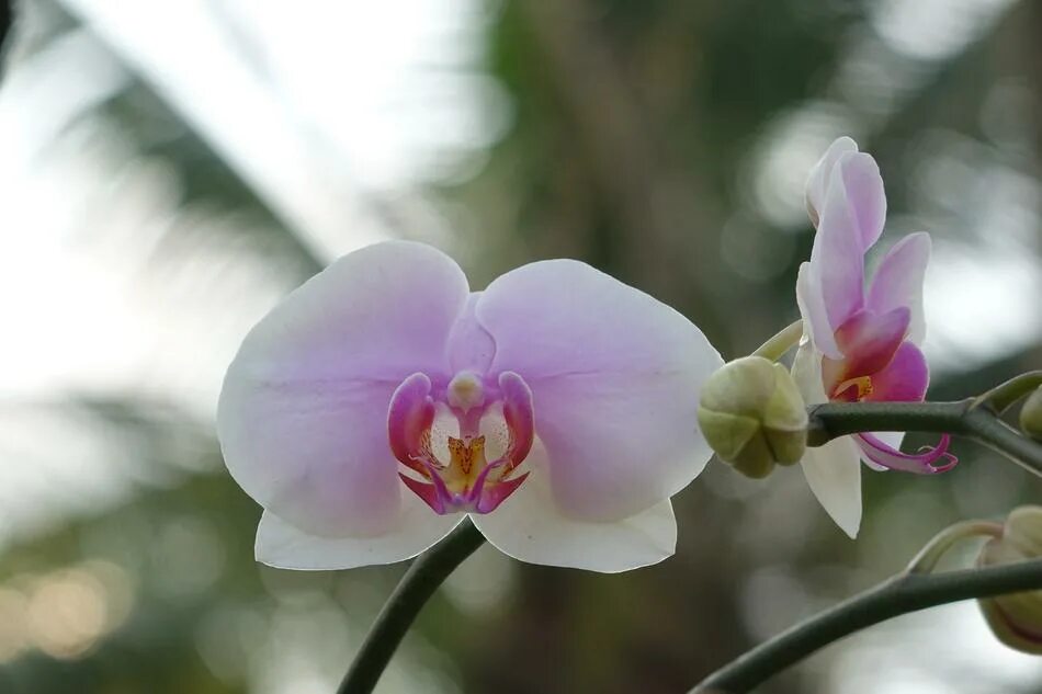 Орхидея эсми 9