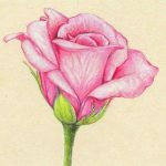 Рисунки для срисовки красивые цветы 9