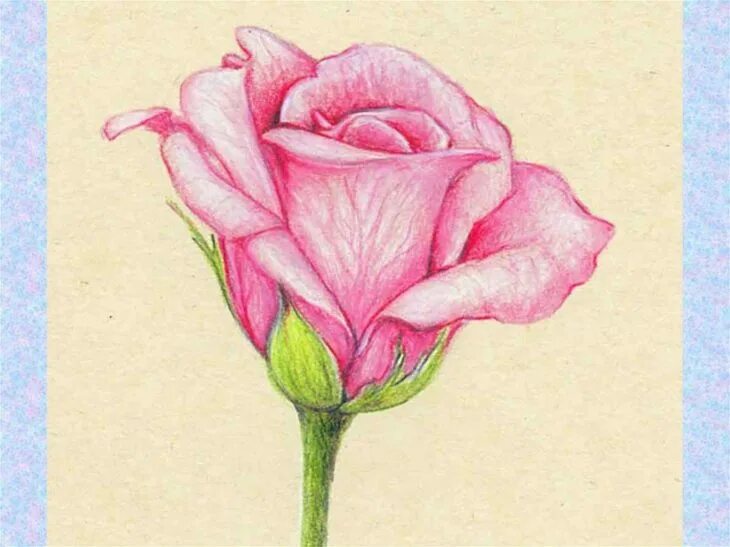 Рисунки для срисовки красивые цветы 9