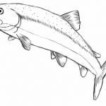 Рисунки рыбы для срисовки 9