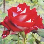 Роза блюбель 9