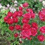 Роза глориус 8