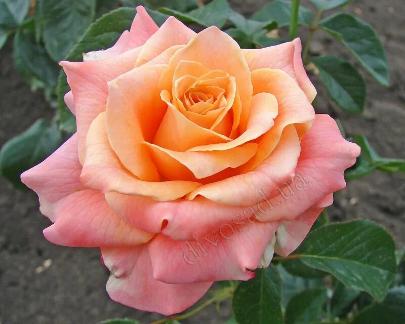 Роза карамболь 1