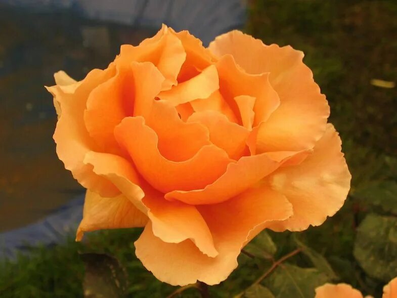 Роза карамболь 7