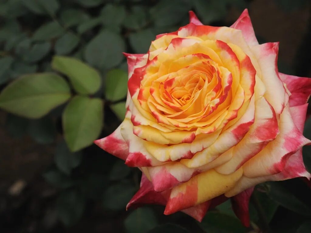 Роза карамболь 9