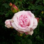 Роза офелия 9