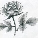 Роза рисунки для срисовки карандашом 9