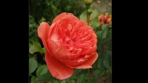 Роза фрозен саммерхаус 9