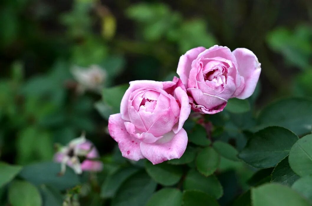 Роза эрмоза 9