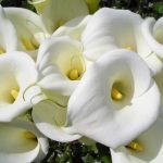 Цветы белые каллы 9