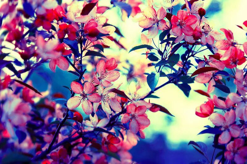 Картинки цветов красивые на аву 21