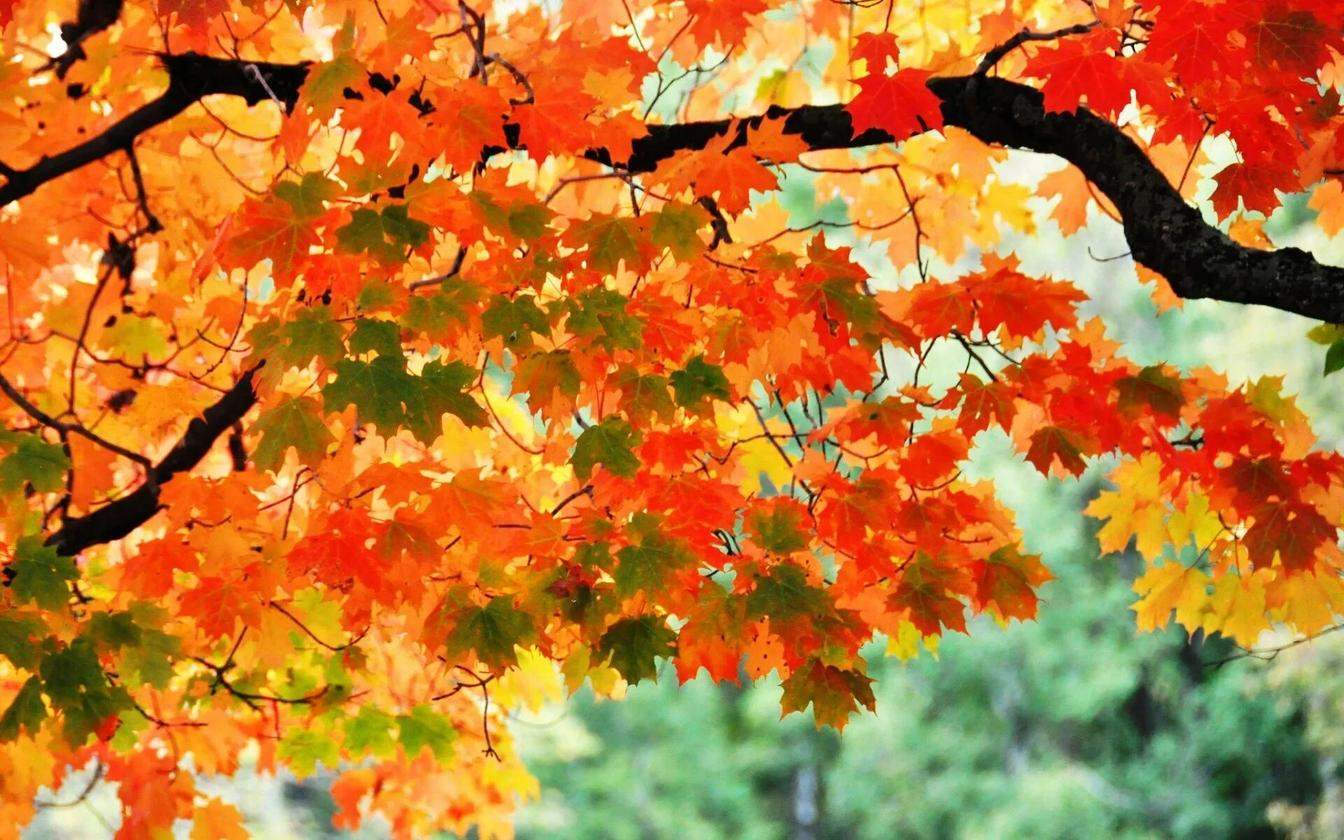 Дерево с осенней листвой на переднем плане 7