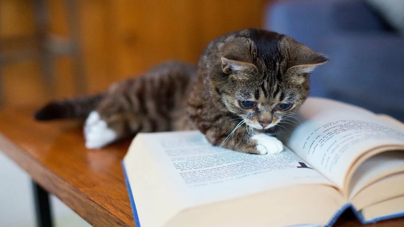 Кот держит книгу со списком 9