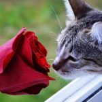 Кот с розой во рту 9